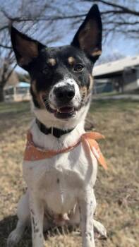 Cattle Dog and Mixed Breed Dogs Available for Adoption - Patsy | PetCurious