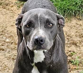 Charlotte - A great hiking partner -  Black Labrador Retriever Dog for Adoption in Andover, Massachusetts - Charlotte - A Great Hiking Partner | PetCurious