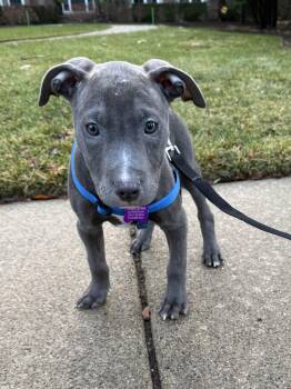 Pit Bull Terrier Dogs Available for Adoption in Bloomfield Hills, Michigan - Benny | PetCurious