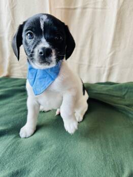 Jack Russell Terrier Dogs Available for Adoption in Newborn, Georgia - CODI | PetCurious