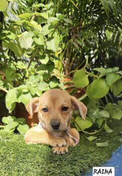 Mixed Breed Dogs Available for Adoption - Raina | PetCurious