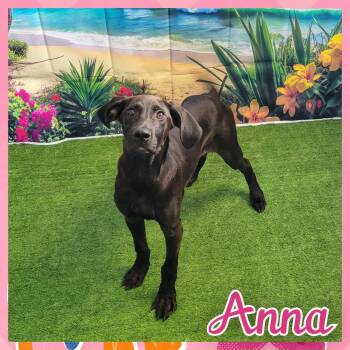 Anna -  Hound and Labrador Retriever Dog for Adoption in Daingerfield, Texas - Anna | PetCurious