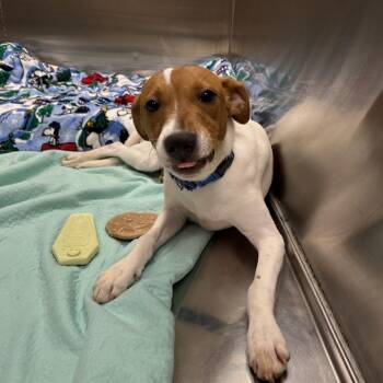 Terrier Dogs Available for Adoption in Knoxville, Tennessee - Celine | PetCurious