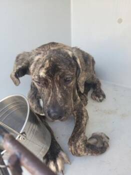 Kingston -  Mixed Breed Dog for Adoption in Atlanta, Georgia - Kingston | PetCurious