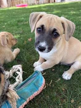 Dachshund and Chihuahua Dogs Available for Adoption - Mionetto | PetCurious