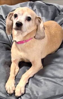 Rescue Beagle and Mixed Breed Dogs for Adoption in Huntington, New York - Gabby Baby | PetCurious