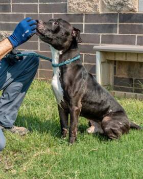 Cronos -  Mixed Breed Dog for Adoption in Chamblee, Georgia - Cronos | PetCurious