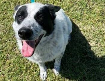 MCGAVIN -  Australian Cattle Dog Blue Heeler Dog for Adoption in Palo Alto, California - MCGAVIN | PetCurious