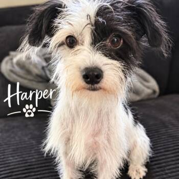 Harper -  Border Terrier Dog for Adoption in Santa Fe, Texas - Harper | PetCurious