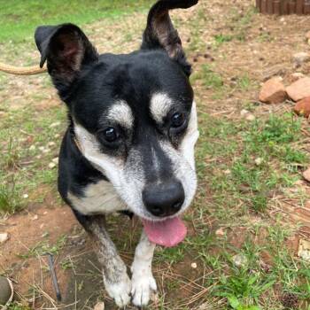 Mixed Breed Dogs Available for Adoption in Valley, Alabama - Leia | PetCurious