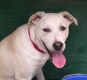 Labrador Retriever Dogs Available for Adoption in San Antonio, Texas - ELLIE | PetCurious