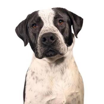 Rescue Pit Bull Terrier and Mixed Breed Dogs for Adoption - Gingersnap | PetCurious