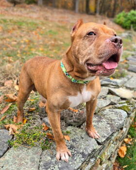 Rescue Pit Bull Terrier Dogs for Adoption in Westminster, Massachusetts - Mr. Wonderful | PetCurious