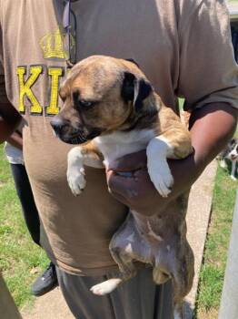 Mixed Breed Dogs Available for Adoption in Dallas, Texas - BULLY | PetCurious