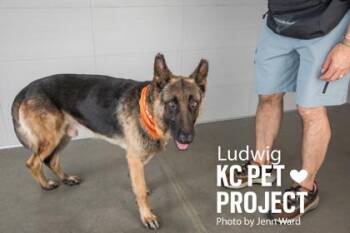 Ludwig -  German Shepherd Dog and Mixed Breed Dog for Adoption in Kansas City, Missouri - Ludwig | PetCurious