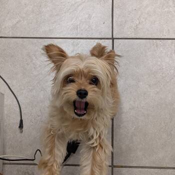 Pickles -  Yorkshire Terrier Dog for Adoption in Hermiston, Oregon - Pickles | PetCurious