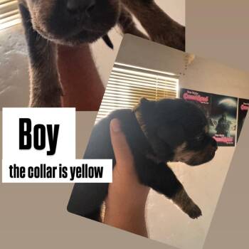 Yellow collar boy -  Rottweiler and German Shepherd Dog Dog for Adoption in Phoenix, Arizona - Yellow Collar Boy | PetCurious