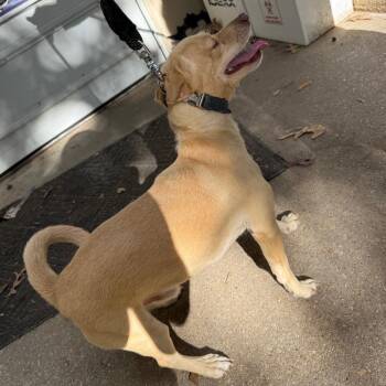Loqui -  Chihuahua and Mixed Breed Dog for Adoption in Waldorf, Maryland - Loqui | PetCurious