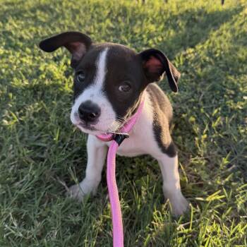 Macaroni -  American Staffordshire Terrier Dog for Adoption in Harlingen, Texas - Macaroni | PetCurious