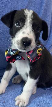 Australian Cattle Dog Blue Heeler Dogs Available for Adoption in Newport, Kentucky - Xio | PetCurious