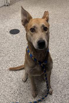 India -  Mixed Breed Dog for Adoption in Kansas City, Missouri - India | PetCurious