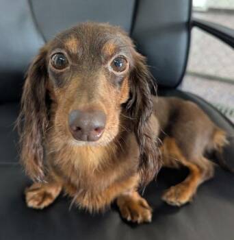 Rescue Dachshund Dogs for Adoption in Shelbyville, Tennessee - Lexie In TN | PetCurious