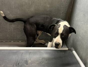 WILDER -  Pit Bull Terrier and Mixed Breed Dog for Adoption in Conroe, Texas - WILDER | PetCurious