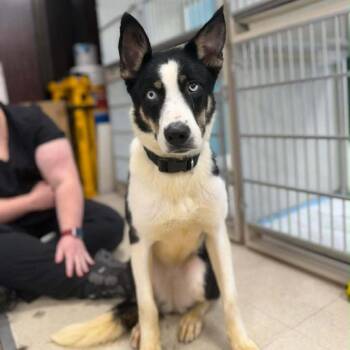 Border Collie Dogs Available for Adoption - Mika | PetCurious