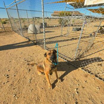 Bingo -  Belgian Shepherd Malinois Dog for Adoption in California City, California - Bingo | PetCurious