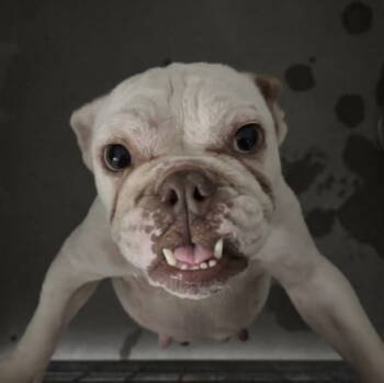 Rescue American Bulldog Dogs for Adoption in Hillside, Illinois - Grace CA | PetCurious