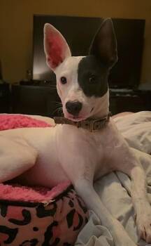 Jolene -  Terrier Dog for Adoption in Silsbee, Texas - Jolene | PetCurious