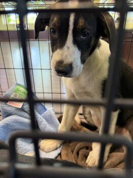26-077 Woody "JUST ARRIVED" -  Australian Shepherd and Australian Cattle Dog Blue Heeler Dog for Adoption in Richardson, Texas - 26-077 Woody "JUST ARRIVED" | PetCurious