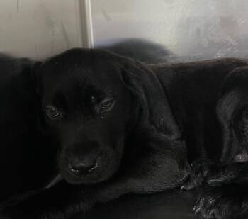 Chad (Prince) FOSTER -  Labrador Retriever and Great Dane Dog for Adoption in Labelle, Florida - Chad (Prince) FOSTER | PetCurious