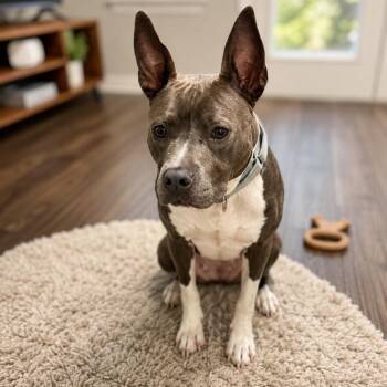 Shadow -  American Staffordshire Terrier and Mixed Breed Dog for Adoption in Houston, Texas - Shadow | PetCurious
