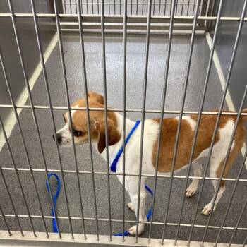 Keke -  Chihuahua Dog for Adoption in Montgomery, Alabama - Keke | PetCurious
