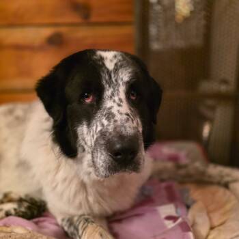 Rescue Great Pyrenees Dogs for Adoption in Glenfield, New York - Miles | PetCurious