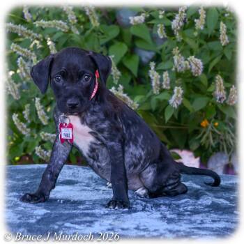 Fable -  Labrador Retriever Dog for Adoption in Wake Forest, North Carolina - Fable | PetCurious