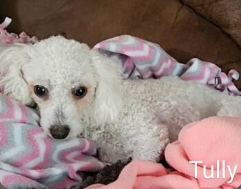 Bichon Frise Dogs Available for Adoption - Tully | PetCurious