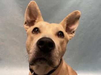 Gilda -  Shepherd and Mixed Breed Dog for Adoption in Golden Valley, Minnesota - Gilda | PetCurious