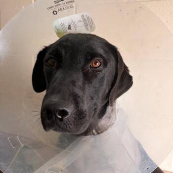 Snow White -  Black Labrador Retriever Dog for Adoption in Reno, Nevada - Snow White | PetCurious