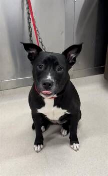 SOOKIE -  Pit Bull Terrier and Mixed Breed Dog for Adoption in Fairbanks, Alaska - SOOKIE | PetCurious