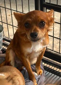 Rocky Red in TX -  Chihuahua Dog for Adoption in Cranston, Rhode Island - Rocky Red In TX | PetCurious