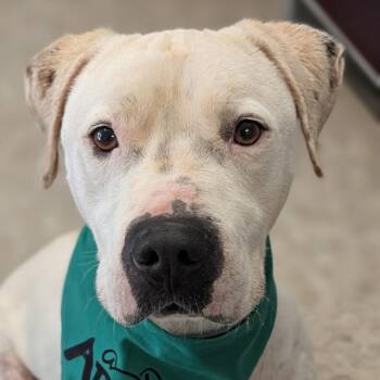 Pit Bull Terrier Dogs Available for Adoption in Ferndale, Washington - Cheech | PetCurious