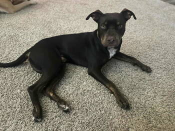 Rescue Pit Bull Terrier Dogs for Adoption in Visalia, California - Finn | PetCurious