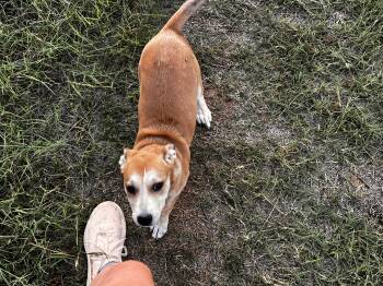 Rescue Corgi and Dachshund Dogs for Adoption in Choctaw, Oklahoma - Sapphire | PetCurious