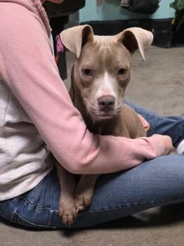 Mixed Breed Dogs Available for Adoption - JC 1 | PetCurious