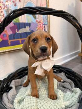 Noise Marie Pound Puppy -  Basset Hound and Pit Bull Terrier Dog for Adoption in Friendswood, Texas - Noise Marie Pound Puppy | PetCurious
