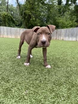 Rescue Pit Bull Terrier Dogs for Adoption in Indian Creek, Illinois - Margarita | PetCurious