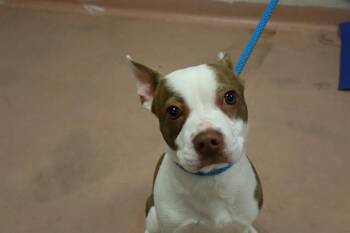 Mixed Breed Dogs Available for Adoption - ANDY | PetCurious