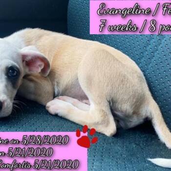 Evangeline 8205 -  Jack Russell Terrier and Mixed Breed Dog for Adoption in Loxahatchee Groves, Florida - Evangeline 8205 | PetCurious